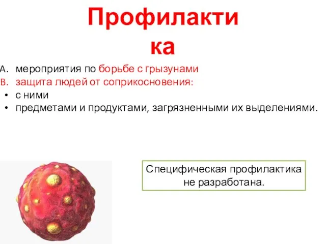 Профилактика мероприятия по борьбе с грызунами защита людей от соприкосновения: с