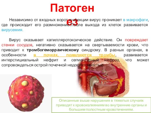 Патогенез Независимо от входных ворот инфекции вирус проникает в макрофаги, где