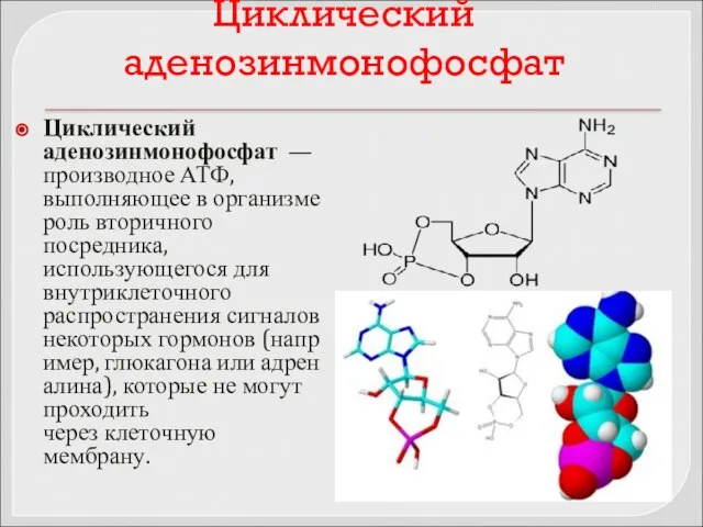 Циклический аденозинмонофосфат Циклический аденозинмонофосфат — производное АТФ, выполняющее в организме роль