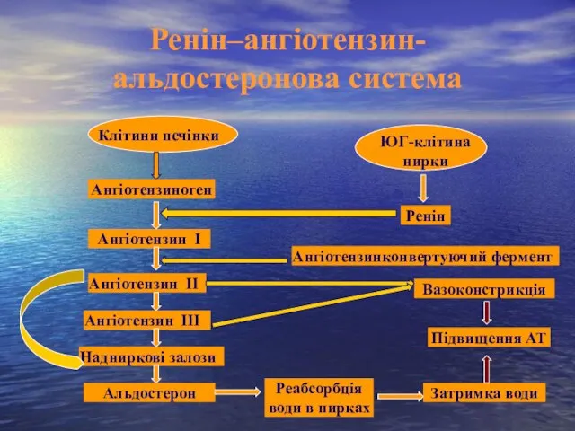 Ренін–ангіотензин-альдостеронова система Ангіотензиноген Клітини печінки ЮГ-клітина нирки Ренін Ангіотензин І Ангіотензин