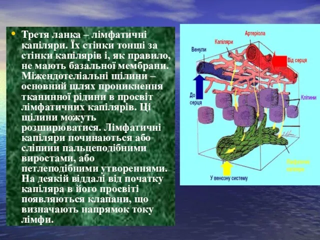 Третя ланка – лімфатичні капіляри. Їх стінки тонші за стінки капілярів