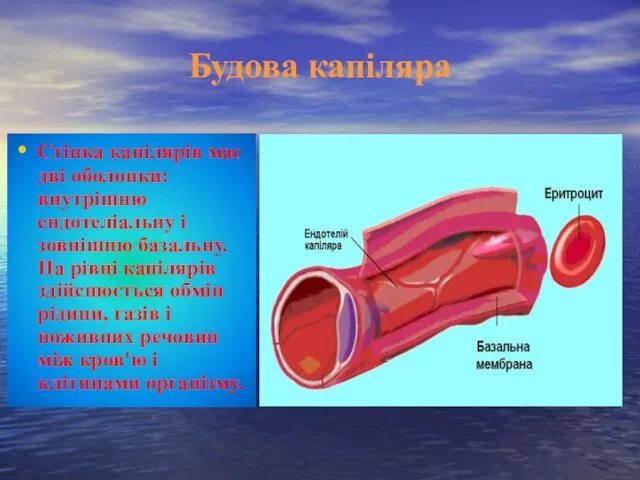 Будова капіляра Стінка капілярів має дві оболонки: внутрішню ендотеліальну і зовнішню