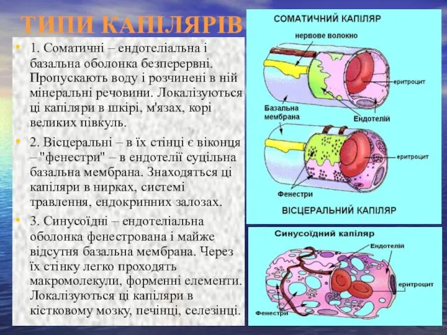 ТИПИ КАПІЛЯРІВ 1. Соматичні – ендотеліальна і базальна оболонка безперервні. Пропускають