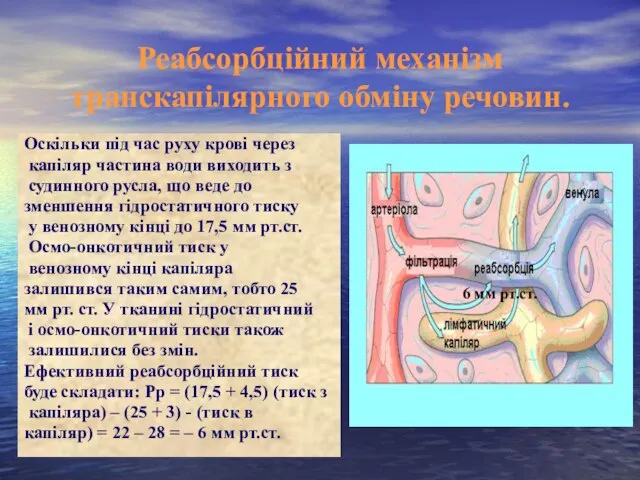 Реабсорбційний механізм транскапілярного обміну речовин. Оскільки під час руху крові через