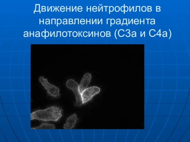 Движение нейтрофилов в направлении градиента анафилотоксинов (C3a и С4а)