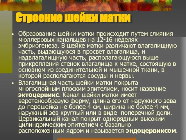 Строение шейки матки Образование шейки матки происходит путем слияния мюллеровых канальцев