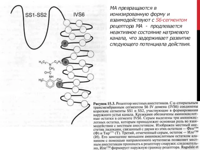 МА превращаются в ионизированную форму и взаимодействуют с S6-сегментом рецептора МА