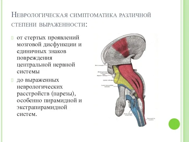 Неврологическая симптоматика различной степени выраженности: от стертых проявлений мозговой дисфункции и