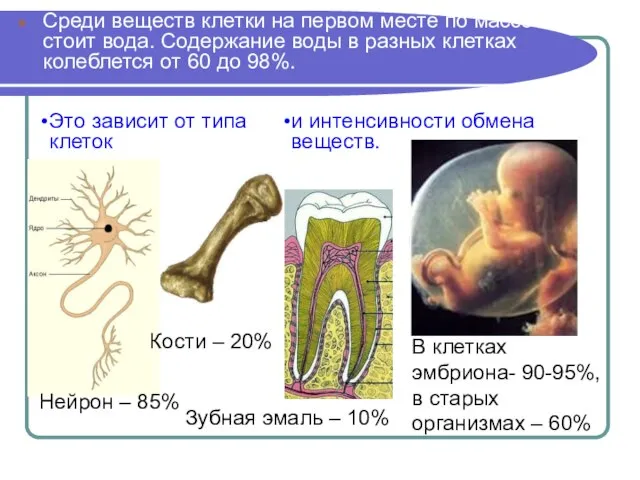 Среди веществ клетки на первом месте по массе стоит вода. Содержание