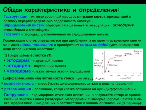 Гаструляция – интегрированный процесс миграции клеток, приводящий к резкому перераспределению содержимого