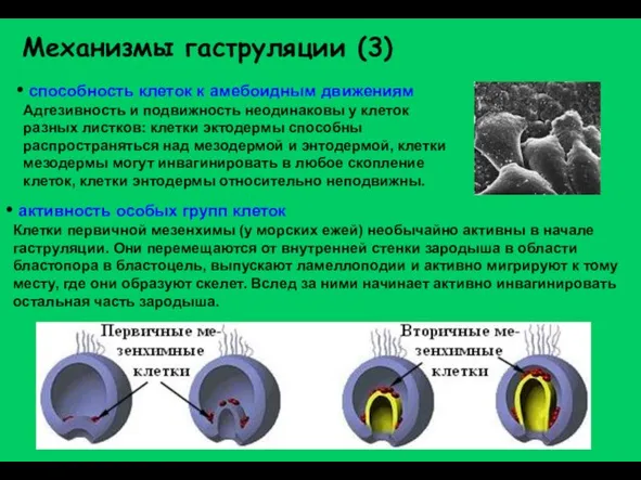 Механизмы гаструляции (3) способность клеток к амебоидным движениям Адгезивность и подвижность