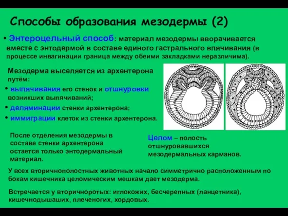 Способы образования мезодермы (2) Энтероцельный способ: материал мезодермы вворачивается вместе с