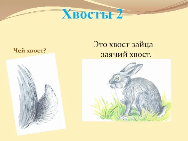 Хвосты 2 Чей хвост? Это хвост зайца – заячий хвост.