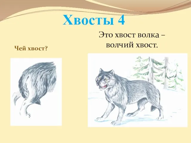 Хвосты 4 Чей хвост? \ Это хвост волка – волчий хвост.