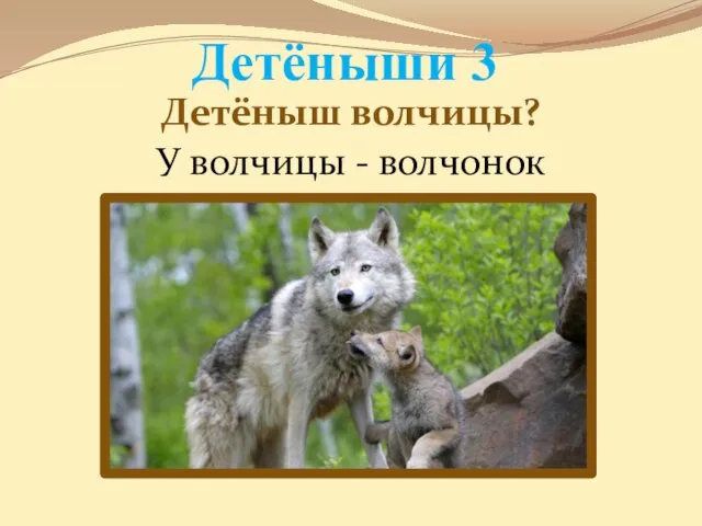 Детёныши 3 Детёныш волчицы? У волчицы - волчонок