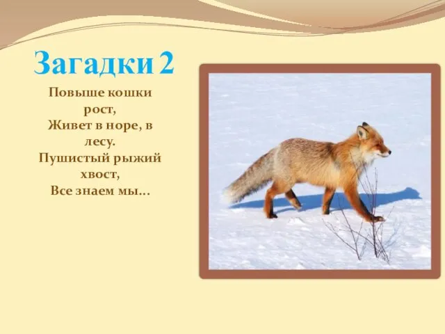 Загадки 2 Повыше кошки рост, Живет в норе, в лесу. Пушистый рыжий хвост, Все знаем мы...