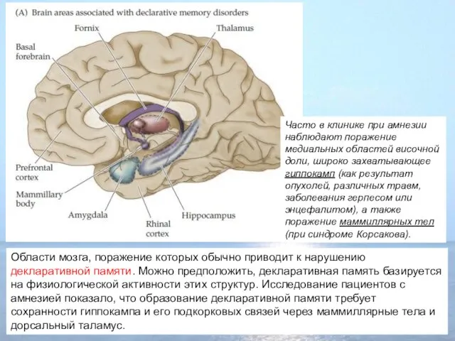 Области мозга, поражение которых обычно приводит к нарушению декларативной памяти. Можно