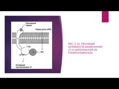 РИС. 5-33. РЕГУЛЯЦИЯ АКТИВНОСТИ МЕМБРАННОЙ (1) И ЦИТОЗОЛЬНОЙ (2) ГУАНИЛАТЦИКЛАЗЫ.