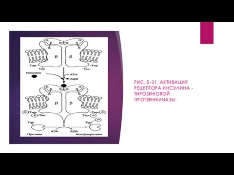 РИС. 5-31. АКТИВАЦИЯ РЕЦЕПТОРА ИНСУЛИНА - ТИРОЗИНОВОЙ ПРОТЕИНКИНАЗЫ.