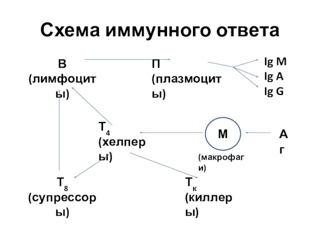 Схема иммунного ответа В (лимфоциты) Т8 (супрессоры) П (плазмоциты) Т4 (хелперы)