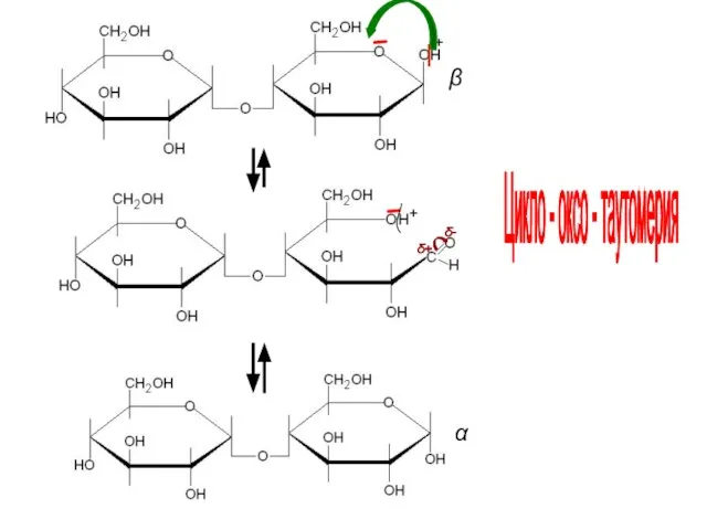 δ- δ+ + + α β Цикло - оксо - таутомерия