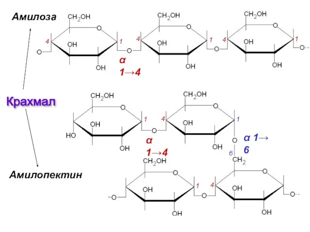 Амилоза Амилопектин α 1→4 α 1→ 6 α 1→4 1 1