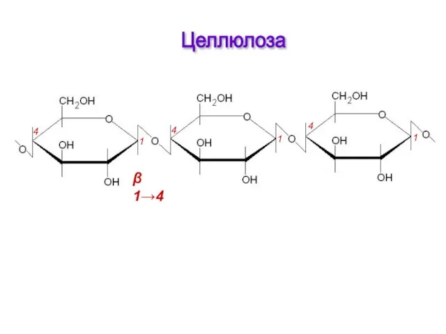 β 1→4 1 1 1 4 4 4 Целлюлоза