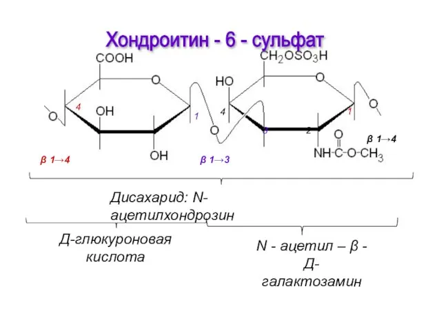 Хондроитин - 6 - сульфат Д-глюкуроновая кислота N - ацетил –