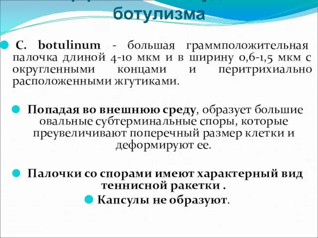 Морфология возбудителя ботулизма C. botulinum - большая граммположительная палочка длиной 4-10