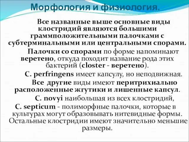 Морфология и физиология. Все названные выше основные виды клостридий являются большими