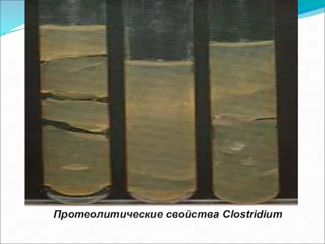 Протеолитические свойства Clostridium