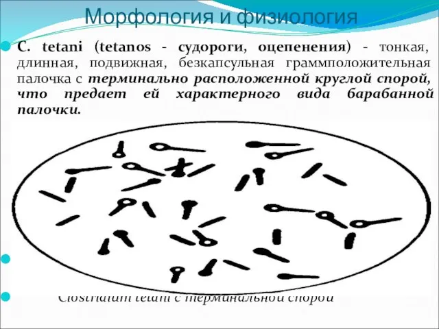 Морфология и физиология C. tetani (tetanos - судороги, оцепенения) - тонкая,