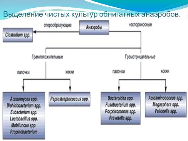 Выделение чистых культур облигатных анаэробов.