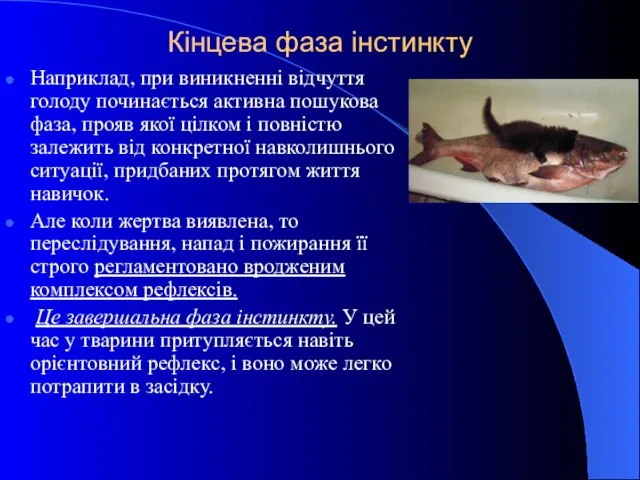 Кінцева фаза інстинкту Наприклад, при виникненні відчуття голоду починається активна пошукова