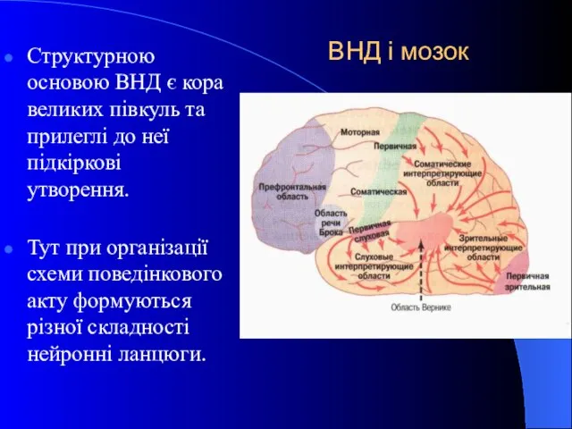 ВНД і мозок Структурною основою ВНД є кора великих півкуль та