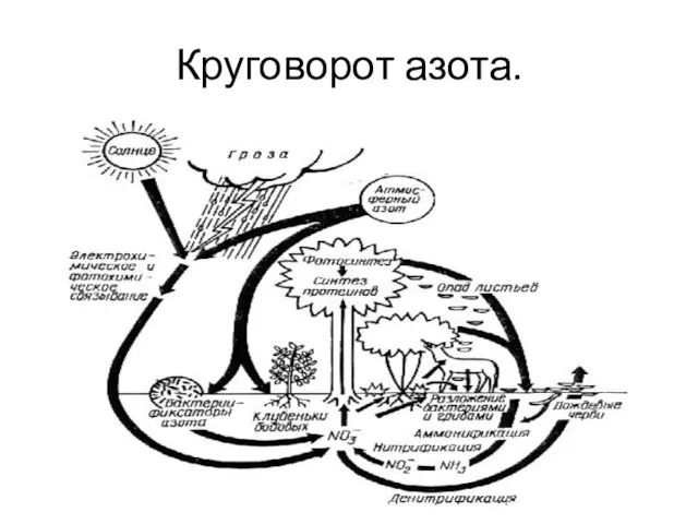 Круговорот азота.