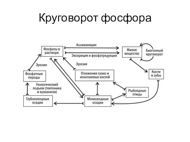 Круговорот фосфора