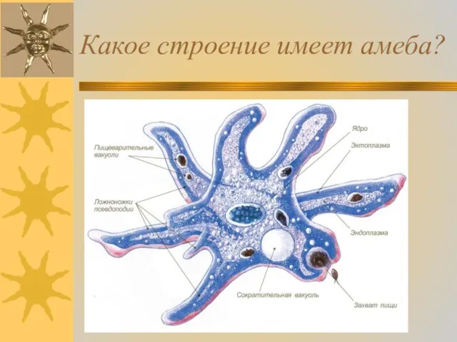 Какое строение имеет амеба?