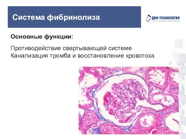 Система фибринолиза Основные функции: Противодействие свертывающей системе Канализация тромба и восстановление кровотока