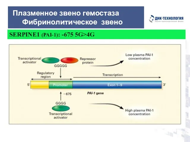 Плазменное звено гемостаза Фибринолитическое звено Ген: Serpin (SERine Protease Inhibitor) -