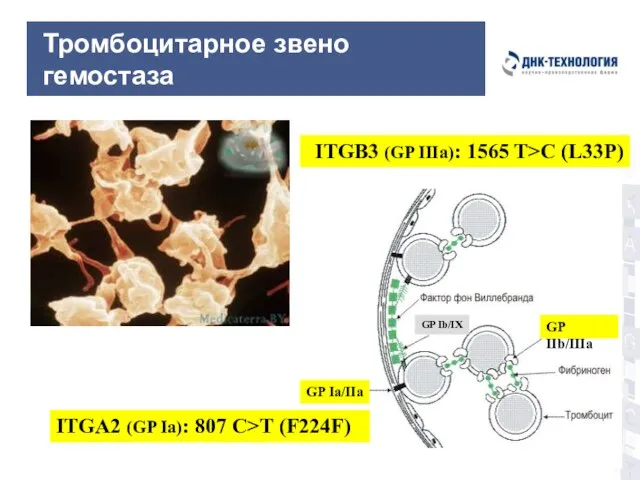 Тромбоцитарное звено гемостаза GP IIb/IIIa GP Ib/IX GP Ia/IIa ITGA2 (GP