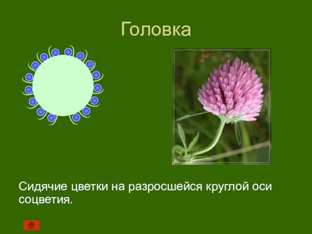 Головка Сидячие цветки на разросшейся круглой оси соцветия.