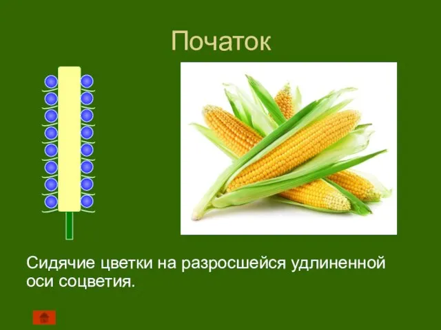 Початок Сидячие цветки на разросшейся удлиненной оси соцветия.