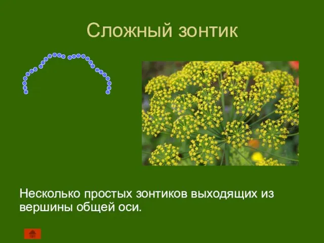 Сложный зонтик Несколько простых зонтиков выходящих из вершины общей оси.