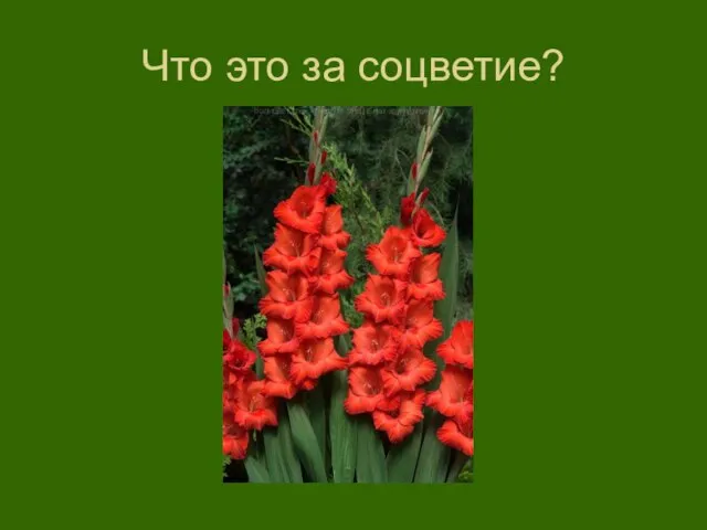 Что это за соцветие?