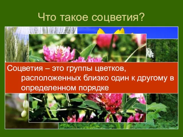 Что такое соцветия? Соцветия – это группы цветков, расположенных близко один к другому в определенном порядке