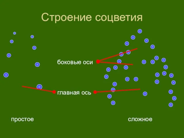 Строение соцветия сложное простое