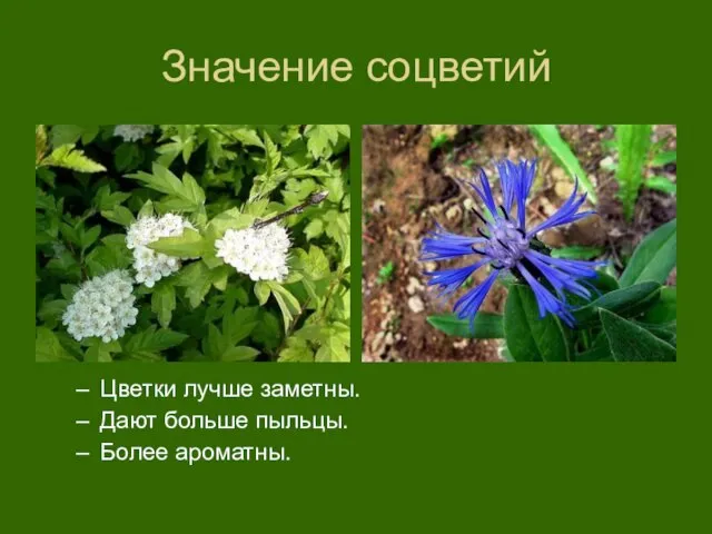 Значение соцветий Цветки лучше заметны. Дают больше пыльцы. Более ароматны.