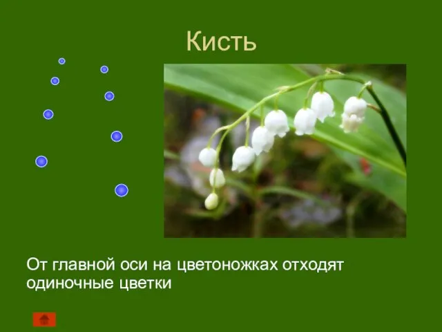 Кисть От главной оси на цветоножках отходят одиночные цветки