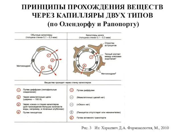 ПРИНЦИПЫ ПРОХОЖДЕНИЯ ВЕЩЕСТВ ЧЕРЕЗ КАПИЛЛЯРЫ ДВУХ ТИПОВ (по Олендорфу и Рапопорту)